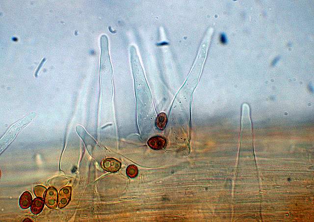 Galerina da determinare n9.